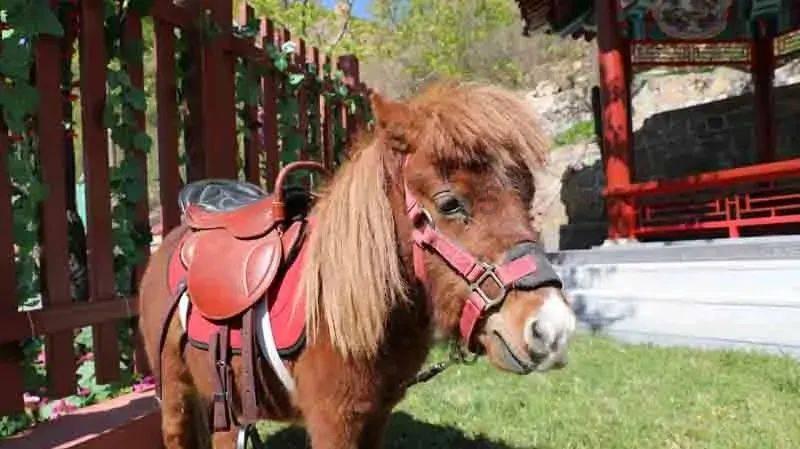 无证驾驶机动船舶、扰乱公共秩序,海南查处8起涉旅违法违规案件